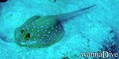 scuba diving photo