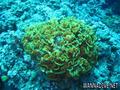 scuba diving photo