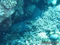 scuba diving photo