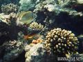 scuba diving photo