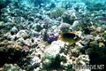 scuba diving photo