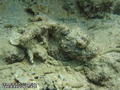 scuba diving photo