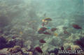 foto de buceo
