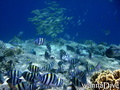 scuba diving photo