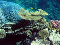 scuba diving photo