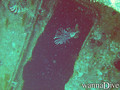 scuba diving photo