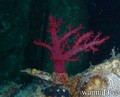 scuba diving photo