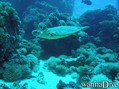 scuba diving photo