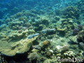 scuba diving photo