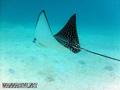 scuba diving photo