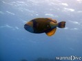 scuba diving photo