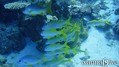 scuba diving photo