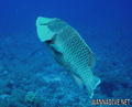 scuba diving photo