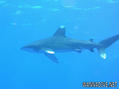 scuba diving photo