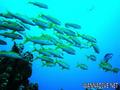 scuba diving photo