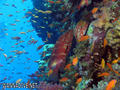 scuba diving photo