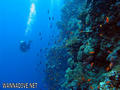 scuba diving photo