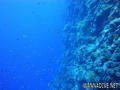 scuba diving photo