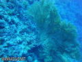 scuba diving photo
