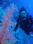scuba diving photo