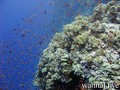 scuba diving photo
