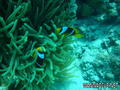scuba diving photo