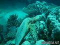 scuba diving photo