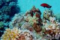 scuba diving photo
