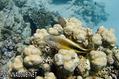 scuba diving photo