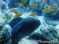 scuba diving photo