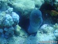 scuba diving photo