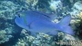 scuba diving photo