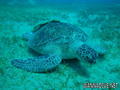 scuba diving photo