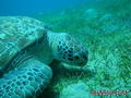 scuba diving photo