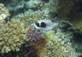 scuba diving photo