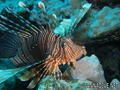 scuba diving photo