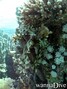 scuba diving photo