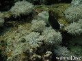 scuba diving photo