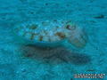 scuba diving photo
