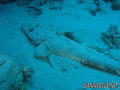 scuba diving photo