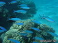 scuba diving photo