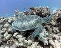 scuba diving photo