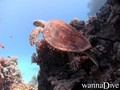 scuba diving photo