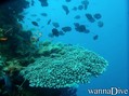 scuba diving photo