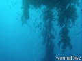 scuba diving photo