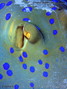 scuba diving photo