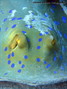 scuba diving photo