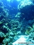 scuba diving photo
