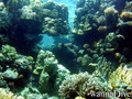 scuba diving photo