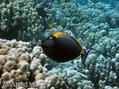 foto de buceo